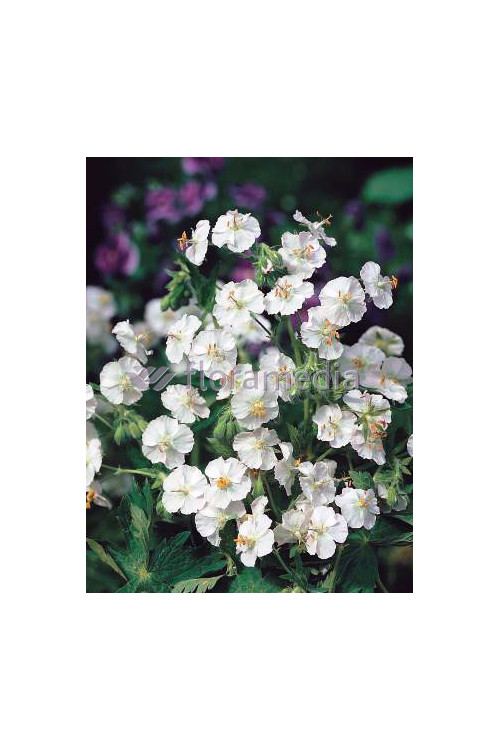 Bodziszek żałobny 'Album' Geranium phaeum