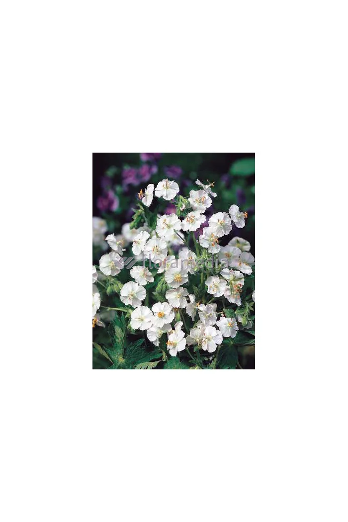 Bodziszek żałobny 'Album' Geranium phaeum