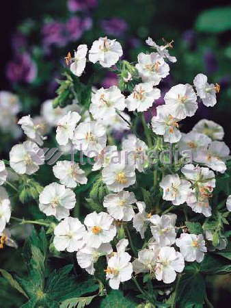 Bodziszek żałobny 'Album' Geranium phaeum