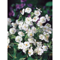 Bodziszek żałobny 'Album' Geranium phaeum