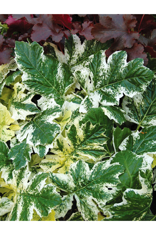 Akant 'Tasmanian Angel' | Acanthus mollis