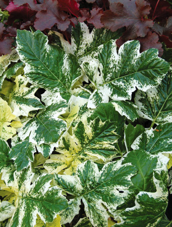 Akant 'Tasmanian Angel' | Acanthus mollis