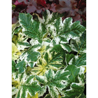 Akant 'Tasmanian Angel' | Acanthus mollis