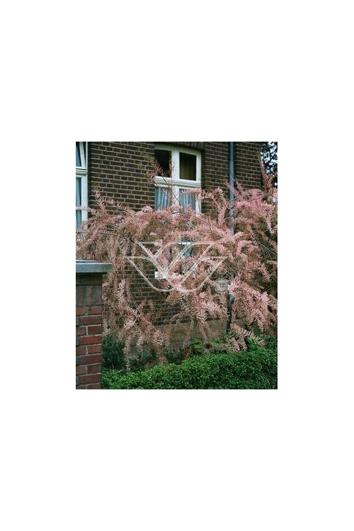 Tamaryszek francuski | Tamarix gallica