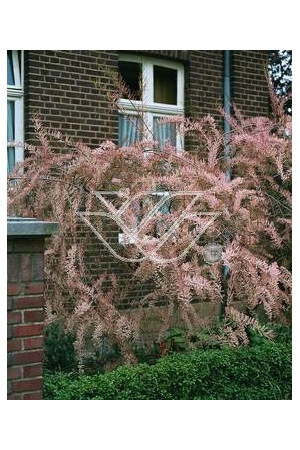 Tamaryszek francuski | Tamarix gallica