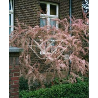 Tamaryszek francuski | Tamarix gallica