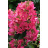 Hortensja bukietowa 'Magical Fire' | Hydrangea paniculata