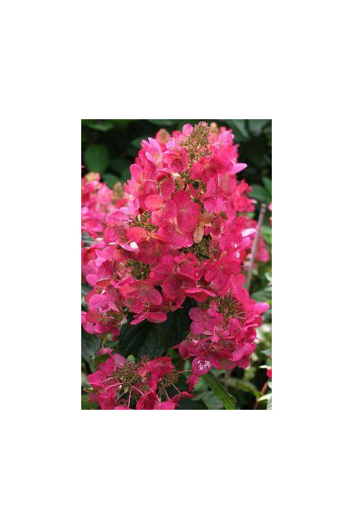 Hortensja bukietowa 'Magical Fire' | Hydrangea paniculata