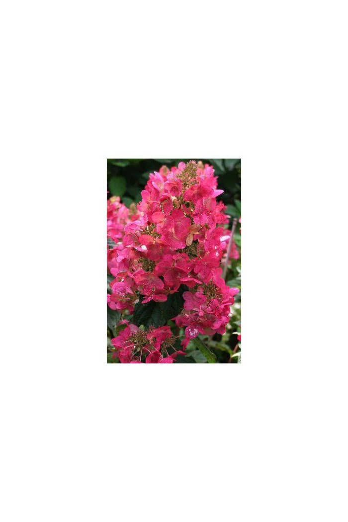 Hortensja bukietowa 'Magical Fire' | Hydrangea paniculata