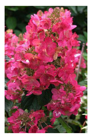 Hortensja bukietowa 'Magical Fire' | Hydrangea paniculata