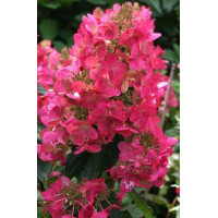 Hortensja bukietowa 'Magical Fire' | Hydrangea paniculata