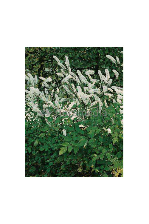 Świecznica prosta 'White Pearl' Cimicifuga simplex