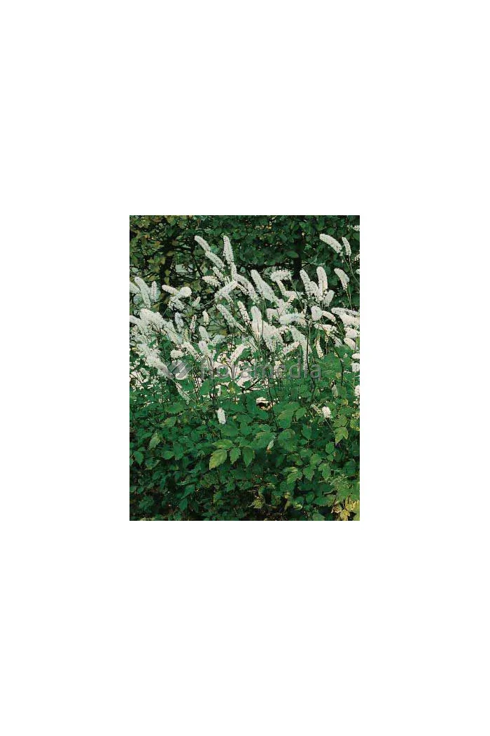 Świecznica prosta 'White Pearl' Cimicifuga simplex