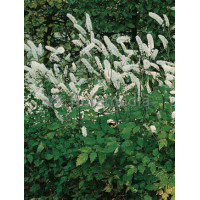 Świecznica prosta 'White Pearl' Cimicifuga simplex