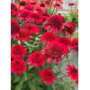 Jeżówka 'SUNNY DAYS Ruby' | Echinacea