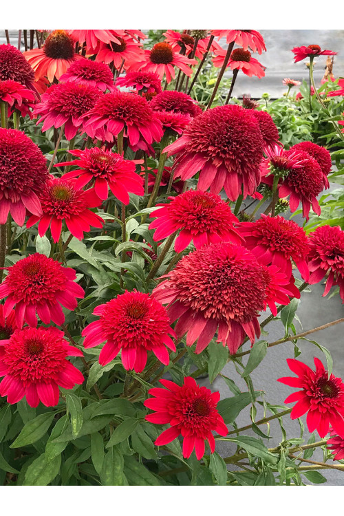 Jeżówka 'SUNNY DAYS Ruby' | Echinacea
