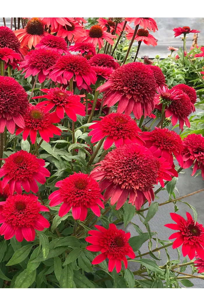 Jeżówka 'SUNNY DAYS Ruby' | Echinacea