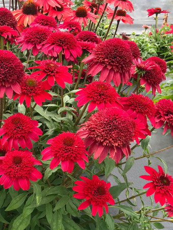 Jeżówka 'SUNNY DAYS Ruby' | Echinacea
