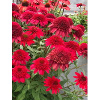 Jeżówka 'SUNNY DAYS Ruby' | Echinacea