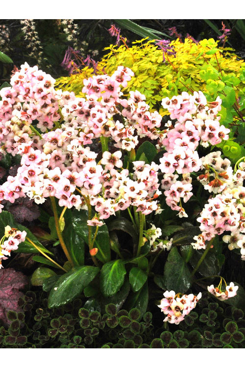 Bergenia 'Dragonfly Angel Kiss' | Bergenia