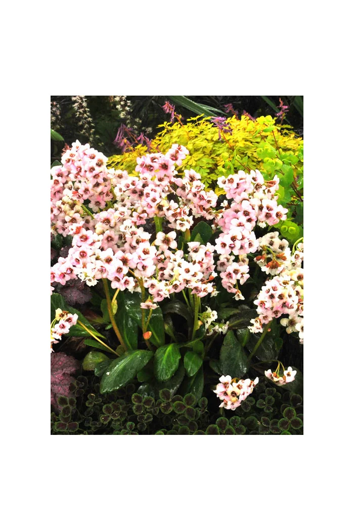 Bergenia 'Dragonfly Angel Kiss' | Bergenia