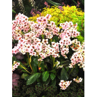 Bergenia 'Dragonfly Angel Kiss' | Bergenia