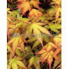Klon palmowy 'Katsura' Acer palmatum