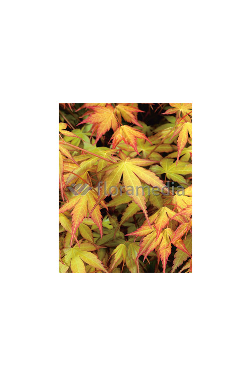 Klon palmowy 'Katsura' Acer palmatum