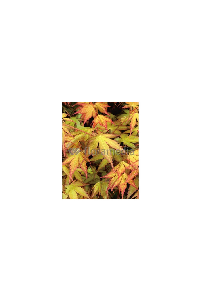 Klon palmowy 'Katsura' Acer palmatum