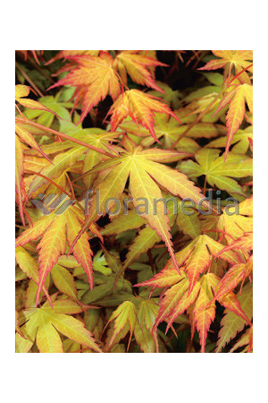 Klon palmowy 'Katsura' Acer palmatum