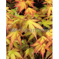 Klon palmowy 'Katsura' Acer palmatum