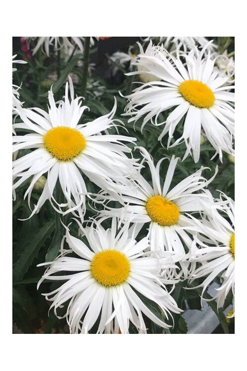 Złocień 'Sweet Daisy Cher' Leucanthemum x superbum
