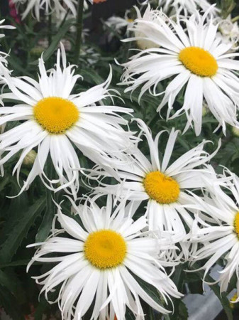 Złocień 'Sweet Daisy Cher' Leucanthemum x superbum