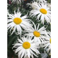 Złocień 'Sweet Daisy Cher' Leucanthemum x superbum