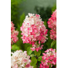 Hortensja bukietowa 'Diamond Rouge' | Hydrangea paniculata