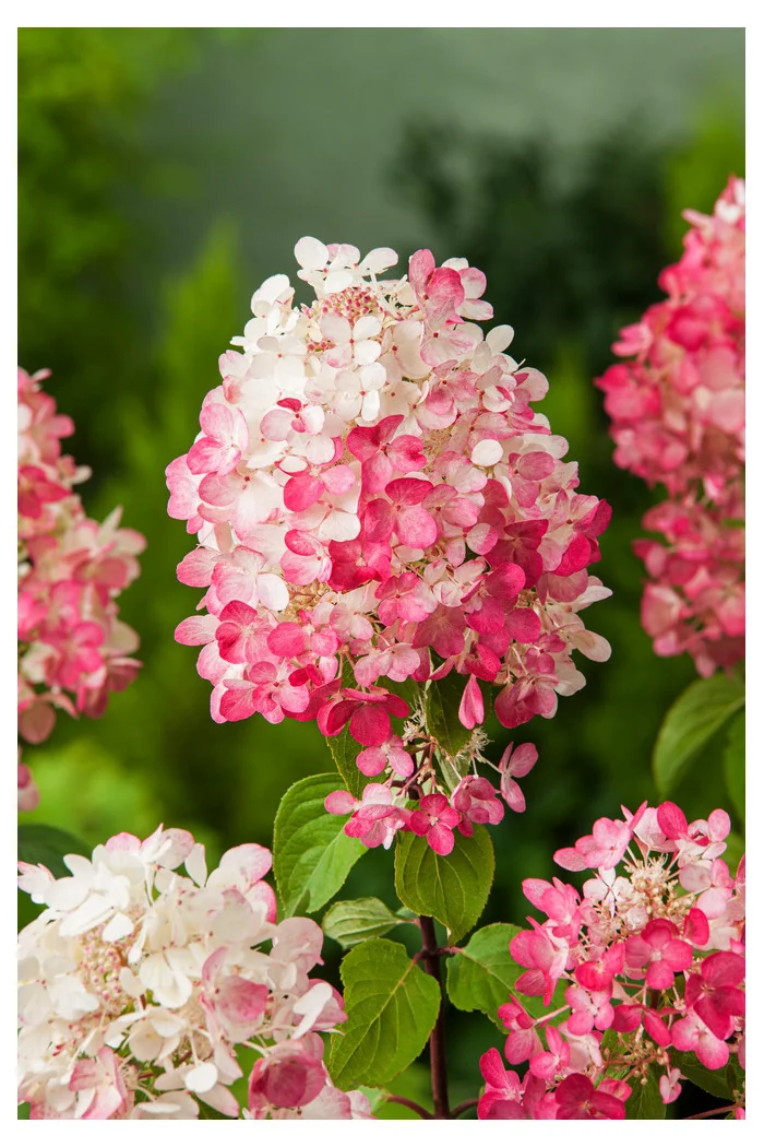 Hortensja bukietowa 'Diamond Rouge' | Hydrangea paniculata