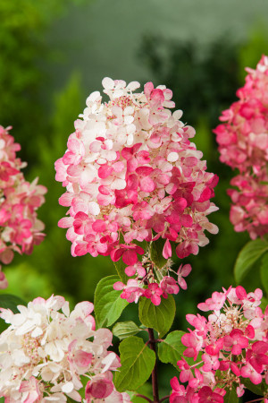 Hortensja bukietowa 'Diamond Rouge' | Hydrangea paniculata
