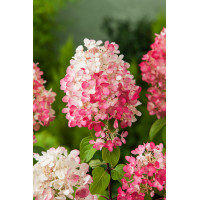 Hortensja bukietowa 'Diamond Rouge' | Hydrangea paniculata