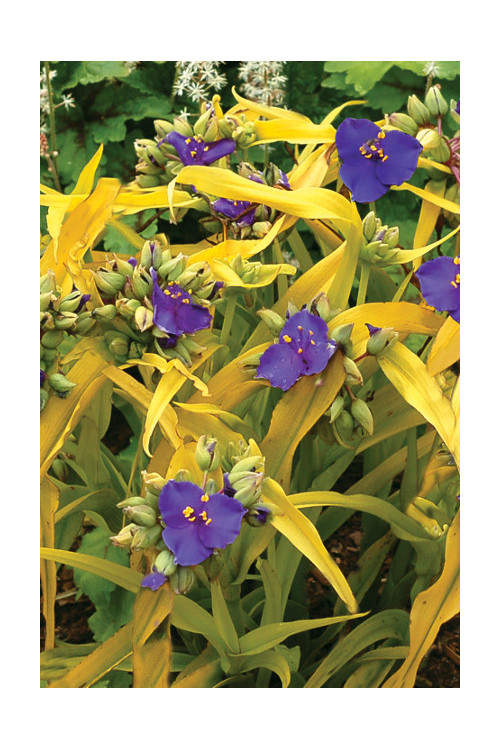 trzykrotka, Tradescantia