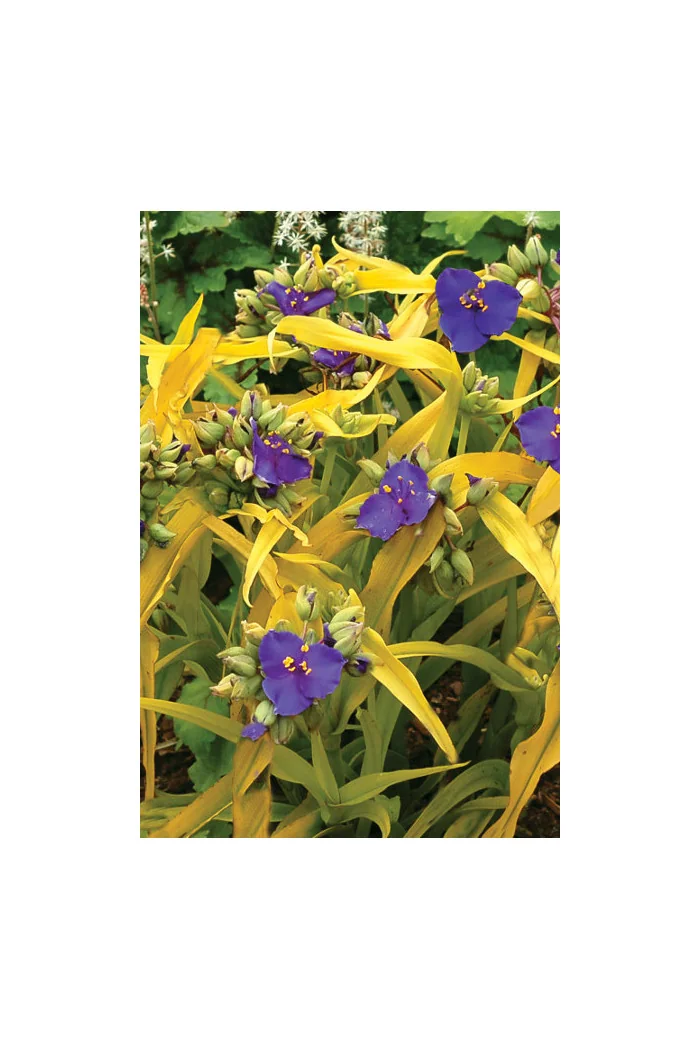 trzykrotka, Tradescantia