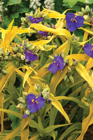 trzykrotka, Tradescantia