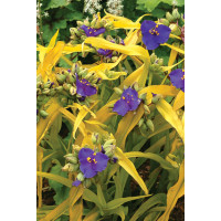 trzykrotka, Tradescantia