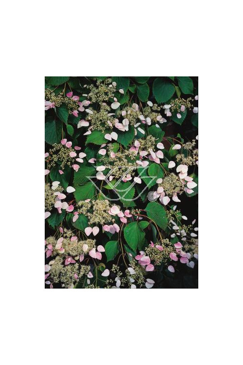 Przywarka japońska 'Roseum' | Schizophragma hydrangeoides