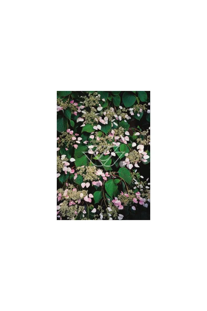 Przywarka japońska 'Roseum' | Schizophragma hydrangeoides