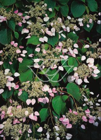 Przywarka japońska 'Roseum' | Schizophragma hydrangeoides