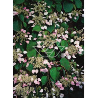 Przywarka japońska 'Roseum' | Schizophragma hydrangeoides