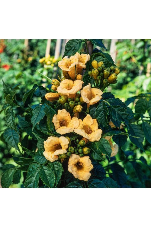 Milin amerykański 'Flava' | Campsis radicans