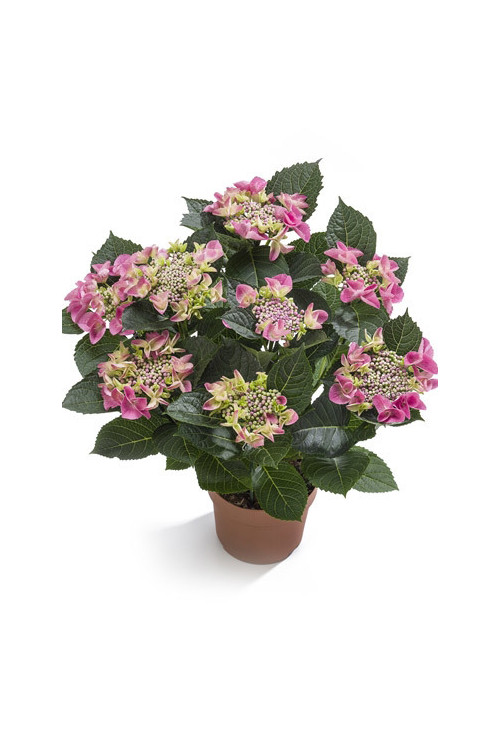 Hortensja ogrodowa 'Ranice' NIZZA ® | Hydrangea macrophylla