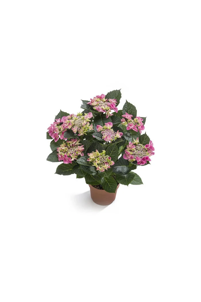 Hortensja ogrodowa 'Ranice' NIZZA ® | Hydrangea macrophylla