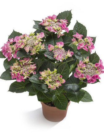 Hortensja ogrodowa 'Ranice' NIZZA ® | Hydrangea macrophylla